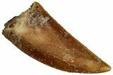 Serrated Raptor Tooth - Real Dinosaur Tooth #300922-1